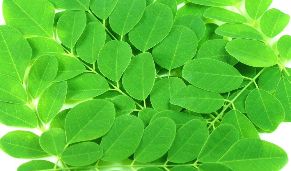 Moringa Leaves Juice recipe for weight loss - Natural ...