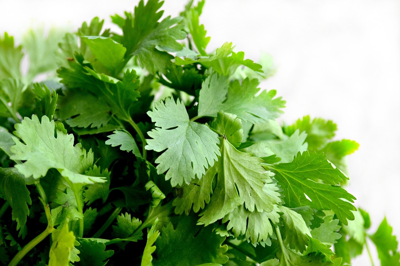 How to make coriander leaves water