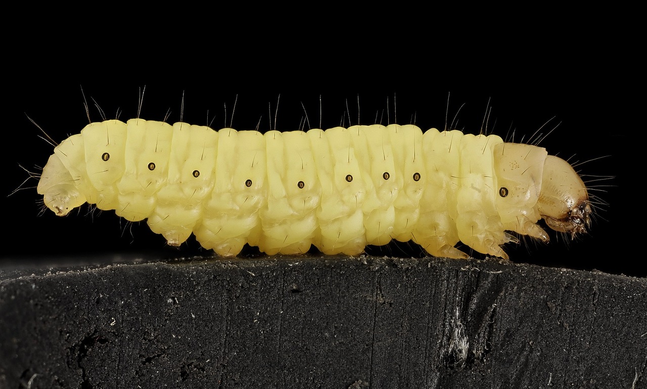 Wax worms that eat plastic. May be a future plastic pollution solution ...