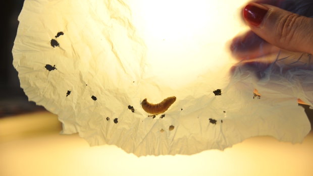 Wax worms that eat plastic. May be a future plastic pollution solution ...