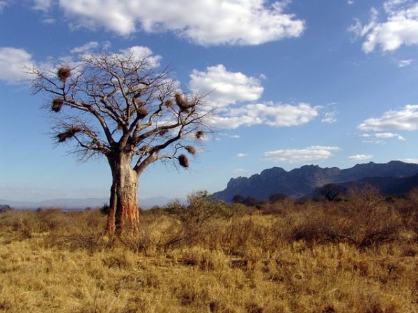 baobab tree The species that are endangered due to pollution