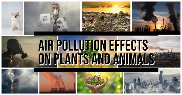 Essay on Impact of air pollution on plants and animals