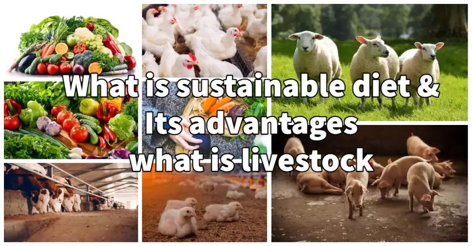 What is sustainable diet with its advantages and what is livestock